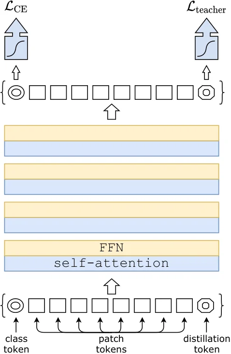 DeiT 蒸馏 token 机制（DeiT, Fig.2）
